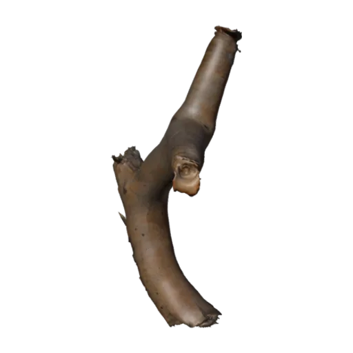 Dead Quiver Branch 01, a 3D model you can turn