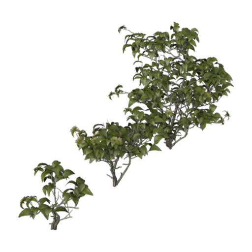 Didelta Spinosa, a 3D model you can turn