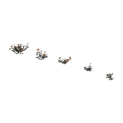 Flower Ursinia, a 3D model you can turn