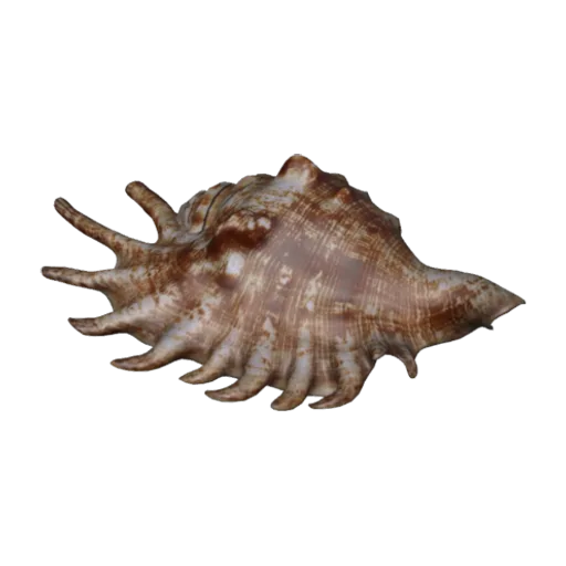 Lambis Shell, a 3D model you can turn