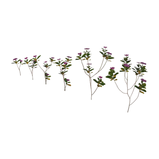 Periwinkle Plant, a 3D model you can turn