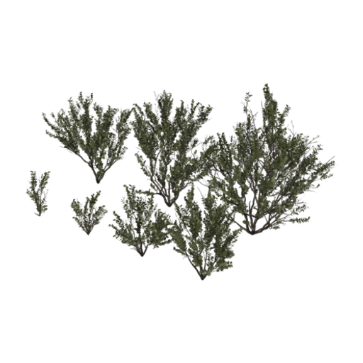 Searsia Lucida, a 3D model you can turn
