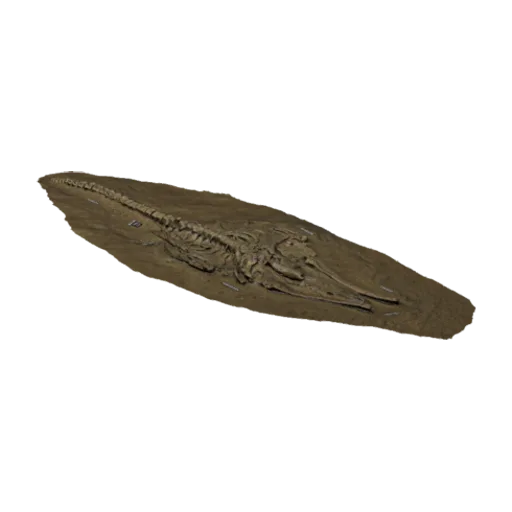 Fossil whale excavation site MPC 677, a 3D model you can turn