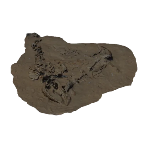 Fossil whale excavation site MPC 665-667, a 3D model you can turn