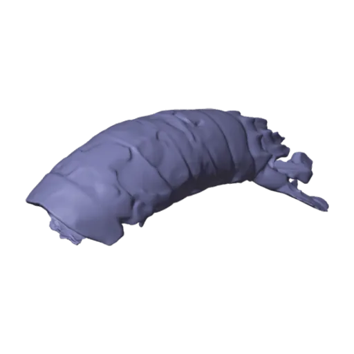 Mantis shrimp, a 3D model you can turn