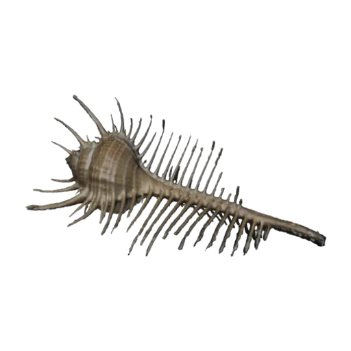 Venus Comb Murex, Venus comb shell, a 3D model you can turn