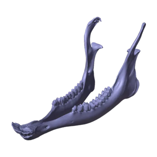 White-tailed Deer, a 3D model you can turn