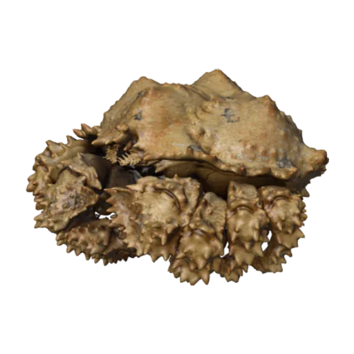 Lopholithodes foraminatus, a 3D model you can turn