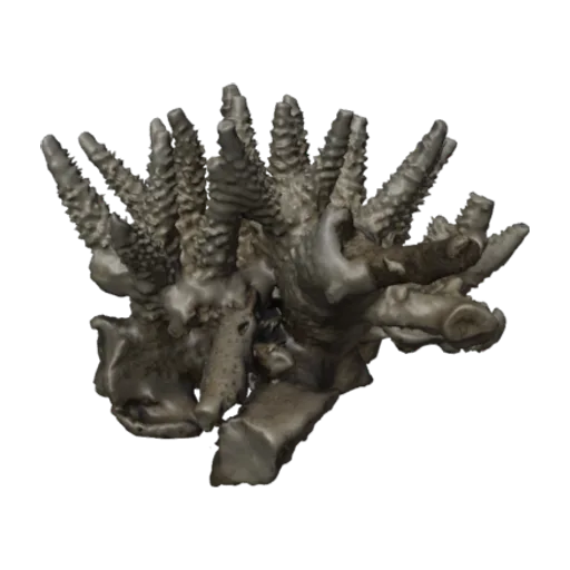 Acropora cervicornis, a 3D model you can turn