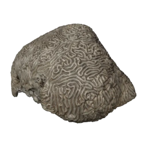 Meandrina meandrites, a 3D model you can turn