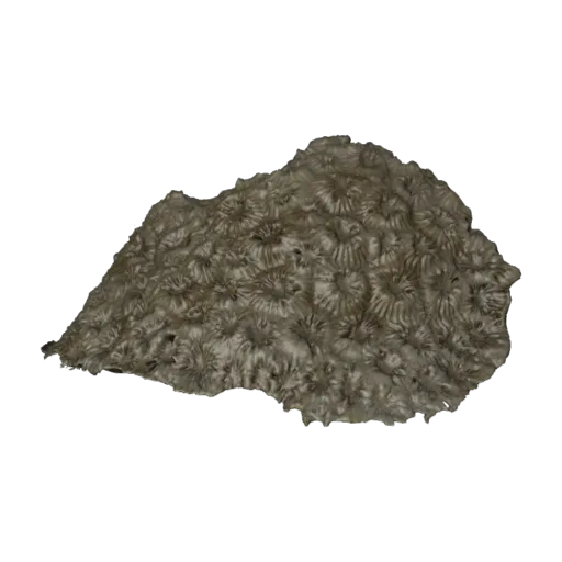 Diploastrea heliopora, a 3D model you can turn