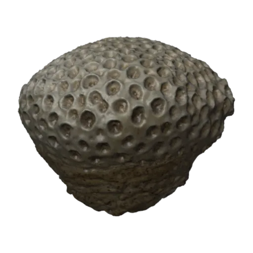 Astraea (Orbicella) curta, a 3D model you can turn