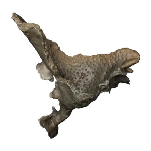 Tretodictyum amchitkensis, a 3D model you can turn
