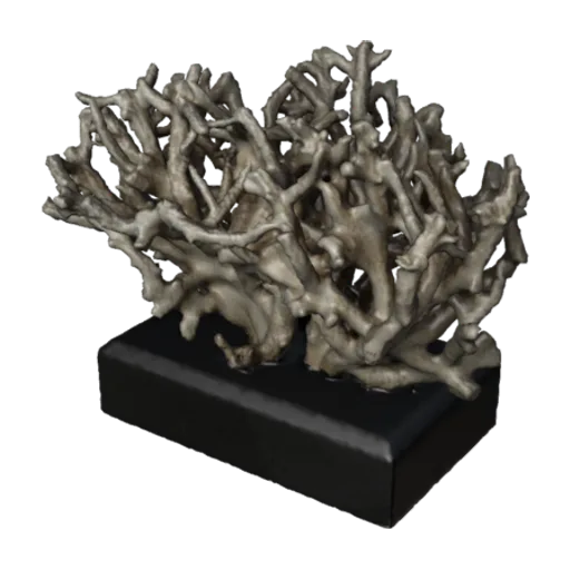 Merulina rigida, a 3D model you can turn
