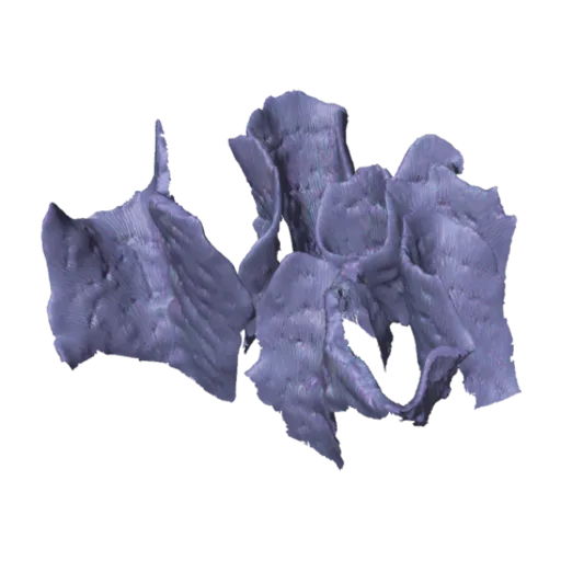 Pavonia praetorta, a 3D model you can turn