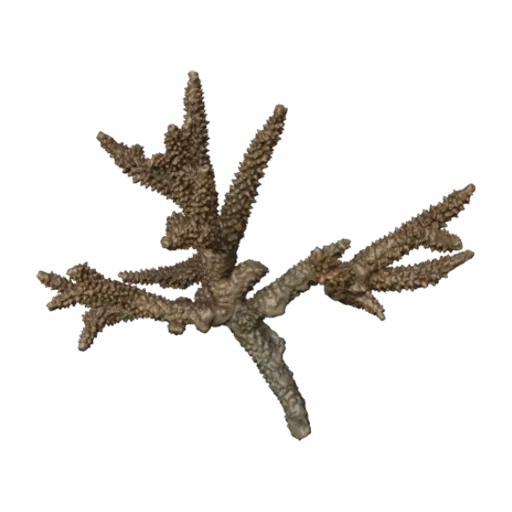 Acropora cervicornis, a 3D model you can turn