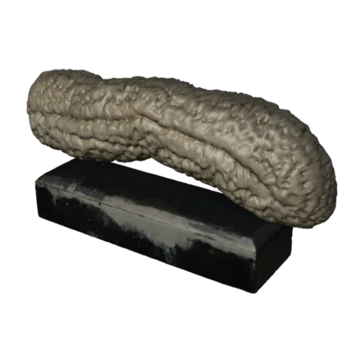Herpetolithus crassus, a 3D model you can turn