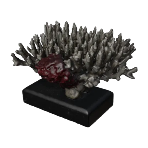 Acropora secale, a 3D model you can turn