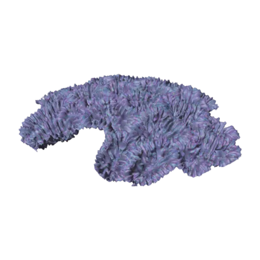 Favia fragum, a 3D model you can turn