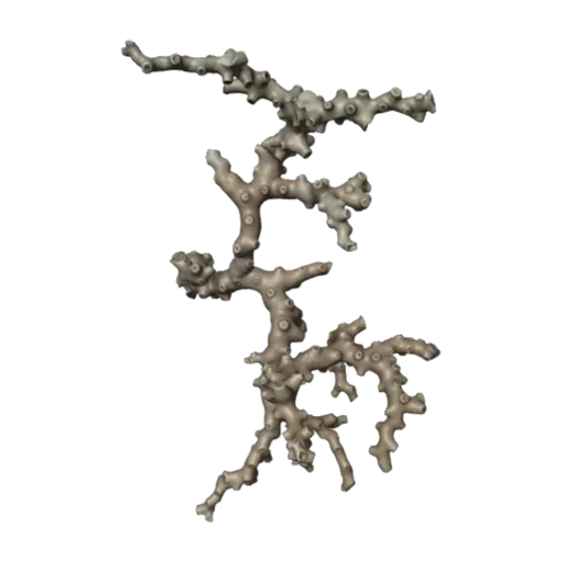 Enallopsammia profunda, a 3D model you can turn