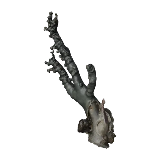 Crypthelia viridis, a 3D model you can turn