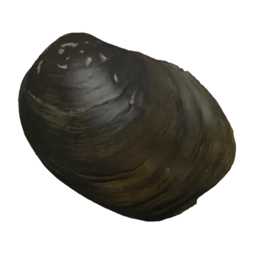 Carunculina glans, a 3D model you can turn