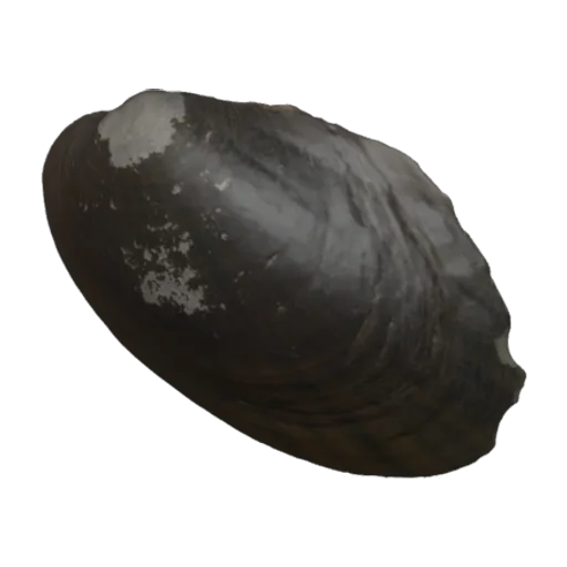 Cyrtonaias umbrosa umbrosa, a 3D model you can turn