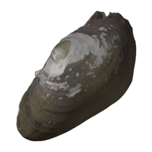 Lampsilis powellii, a 3D model you can turn