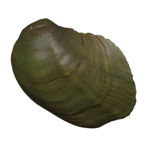 Epioblasma turgidula, a 3D model you can turn