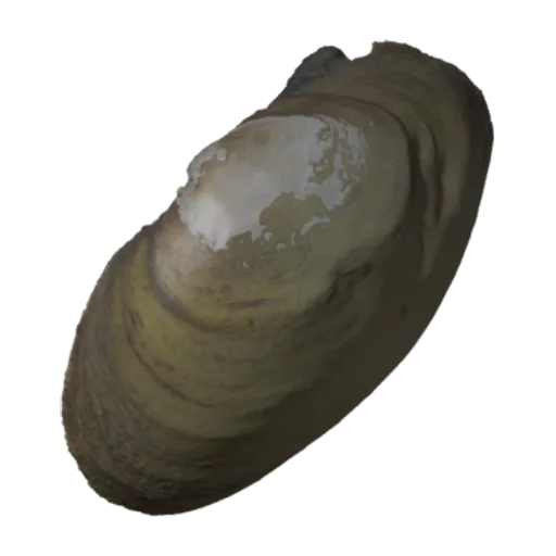 Lampsilis virescens, a 3D model you can turn