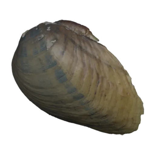 Ptychobranchus greenii, a 3D model you can turn