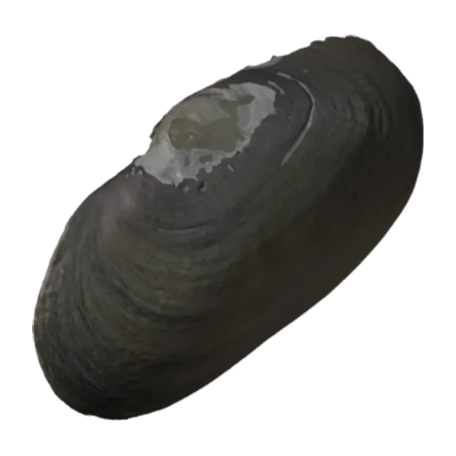 Ptychobranchus occidentalis, a 3D model you can turn