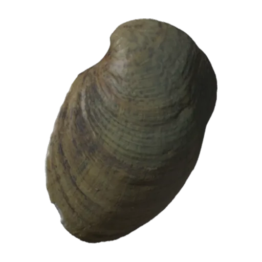 Truncilla truncata, a 3D model you can turn