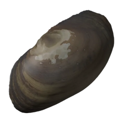 Villosa delumbis, a 3D model you can turn