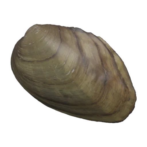 Fusconaia ellipsiformis ozarkensis, a 3D model you can turn