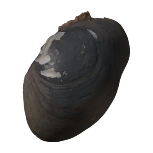 Pleurobema curtum, a 3D model you can turn