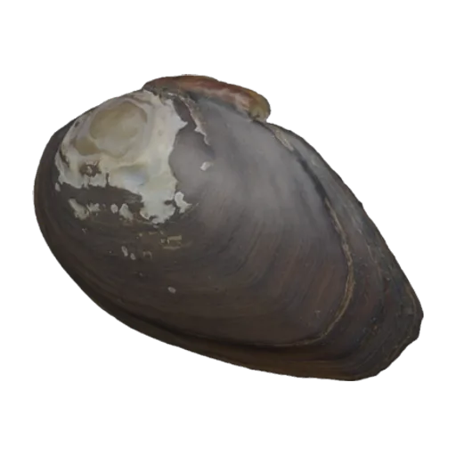 Pleurobema gibberum, a 3D model you can turn