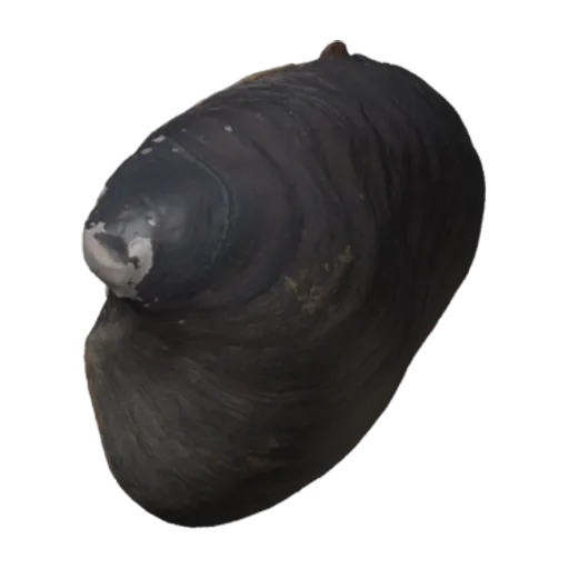 Pleurobema pyramidatum, a 3D model you can turn