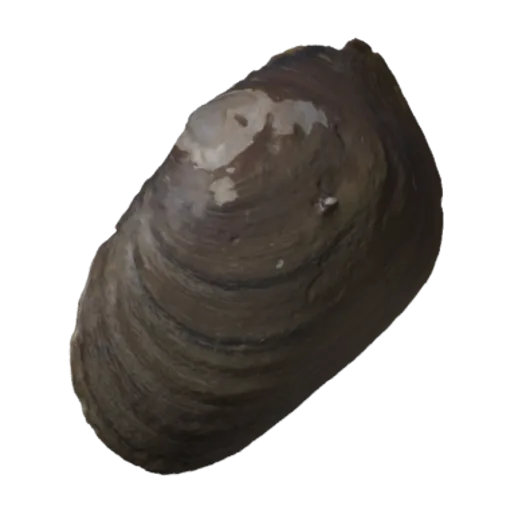 Canthyria collina, a 3D model you can turn
