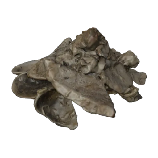 Xenophora conchyliophora, a 3D model you can turn