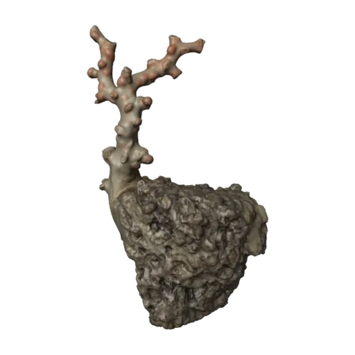 Corallium konojoi, a 3D model you can turn