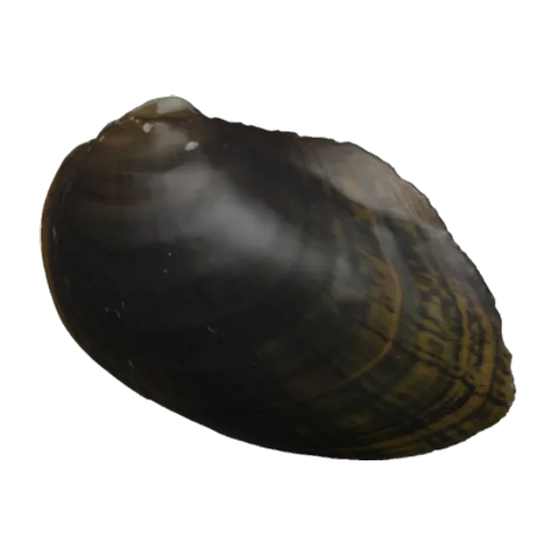 Alasmidonta undulata, a 3D model you can turn