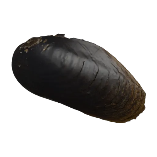 Margaritifera margaritifera, a 3D model you can turn