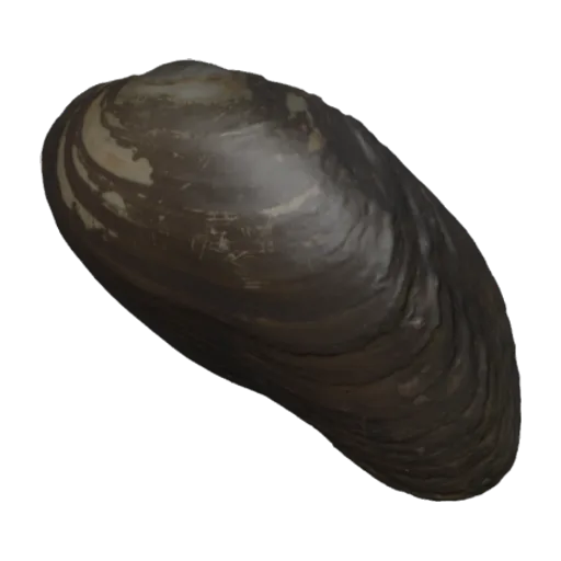 Chambardia letourneuxi, a 3D model you can turn