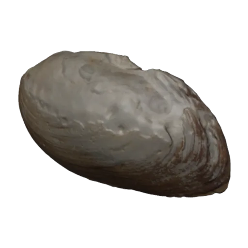 Chambardia trapezia, a 3D model you can turn