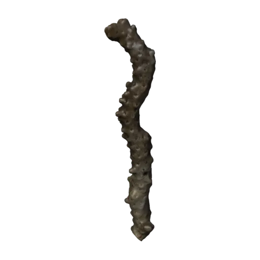 Montipora bernardi subglabra, a 3D model you can turn