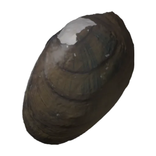 Fusconaia barnesiana, a 3D model you can turn