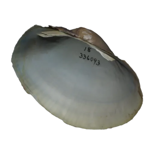 Ambleminae, a 3D model you can turn