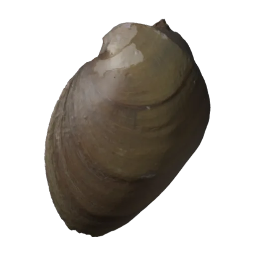 Fusconaia cerina, a 3D model you can turn