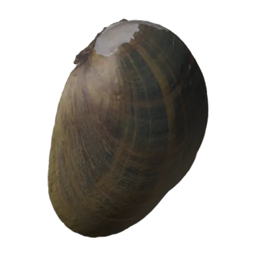 Fusconaia cuneolus, a 3D model you can turn